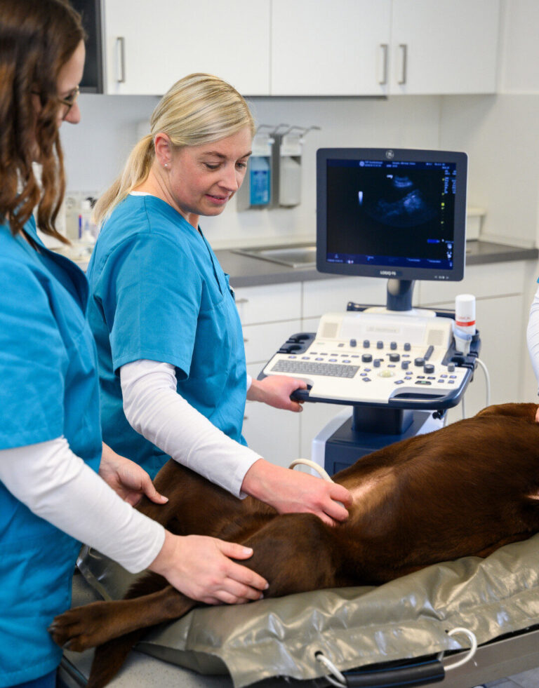 Tieraerztin bei einer Ultraschalluntersuchung an einem Hund